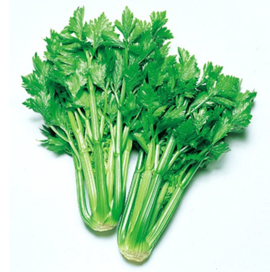 10 Grams Green Giant F1 Hybrid Celery (Ajmod) Seeds | High-Yield Dark Green Variety