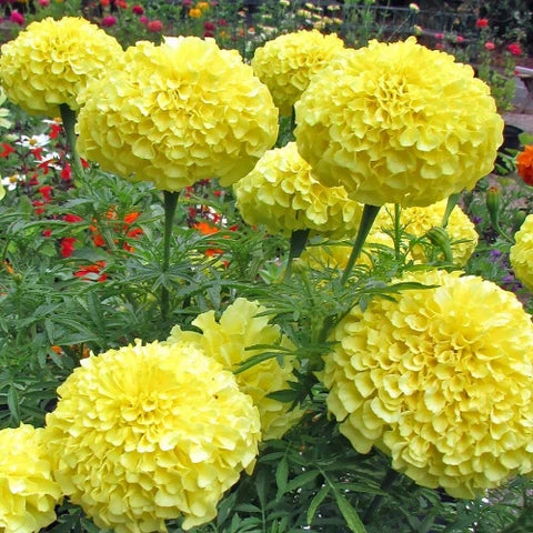500 Golden Orbit F1 Hybrid Marigold Seeds , Tagetes erecta , African marigold