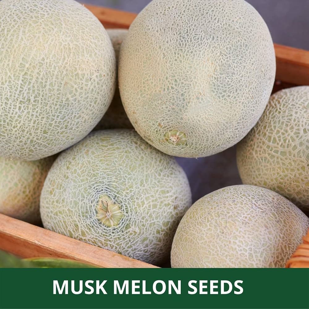10 Grams Saguaro F1 muskmelon seeds, hybrid muskmelon seeds, musk melon seeds, high-yield melon seeds, netted mus
