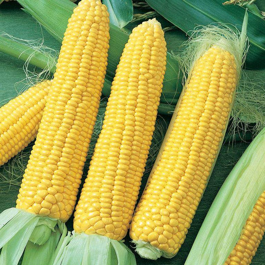 10 Grams Kyoto 102 F1 Hybrid Sweet Corn Seeds – High-Yield Variety