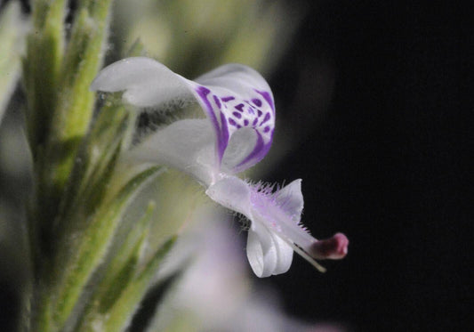 20 Hypoestes forskaolii Seeds, White ribbon bush, Wild Flower Plant Seeds - Seedsforgarden (1999-2024 ) .We Ship Seeds & Live Plants Worldwide 