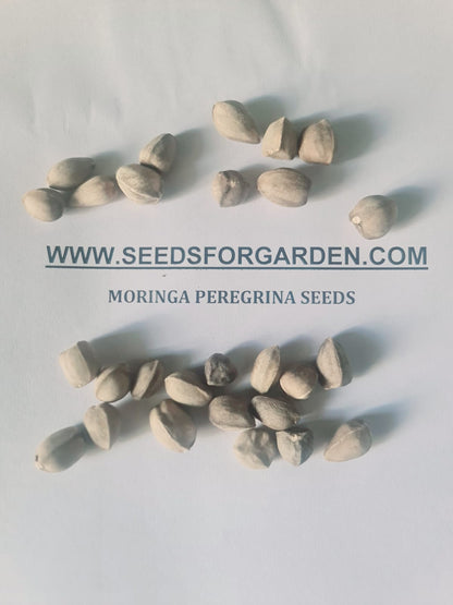 Moringa peregrina Seeds, Phytosanitary Certificate (Qatar)