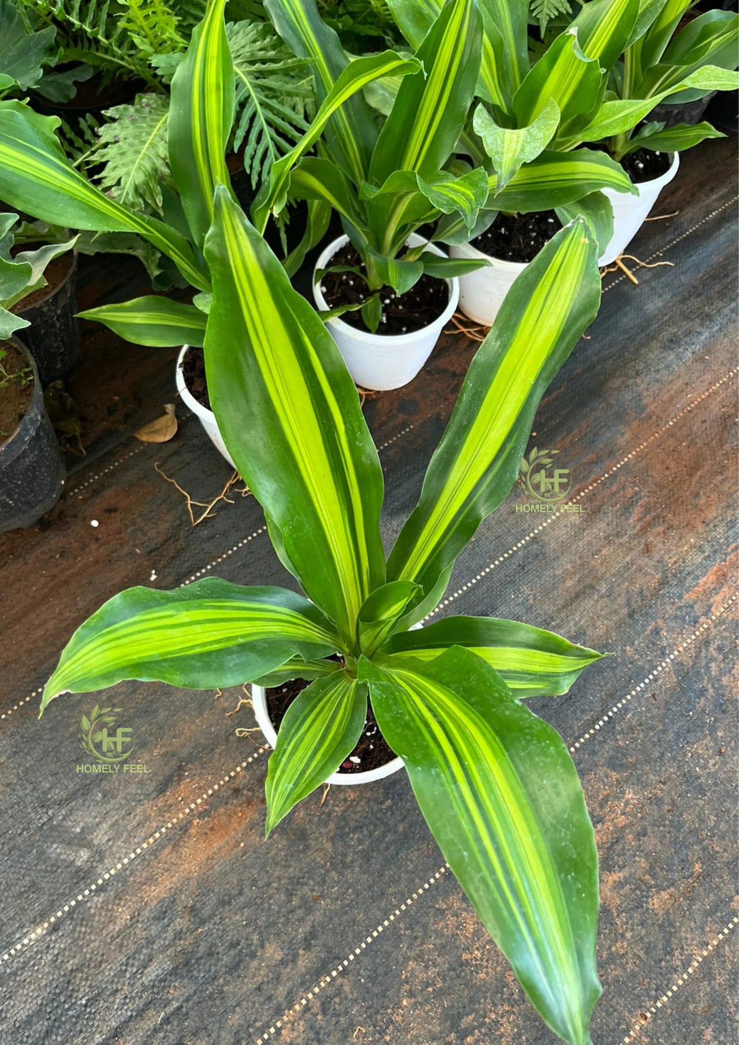 10 Dracaena fragrans Plants, Corn Plants , Air Purifier Plants