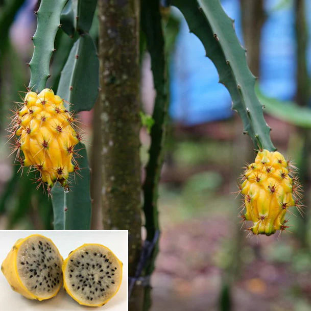 Hylocereus megalanthus Plants, Yellow Dragon Fruit, Yellow Pitaya Fruit Plants