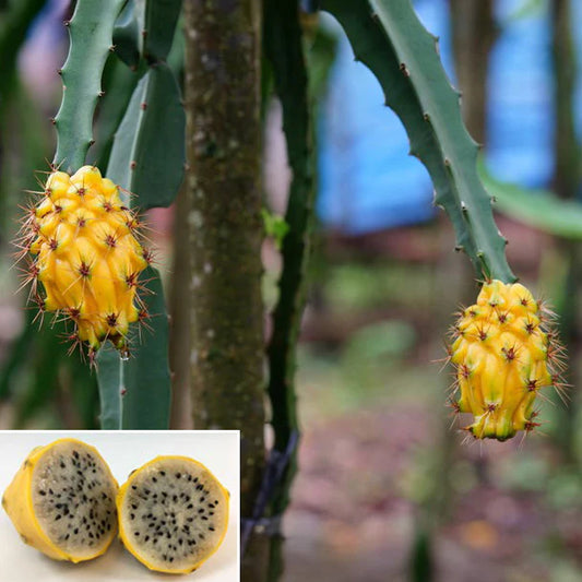 Hylocereus megalanthus Plants, Yellow Dragon Fruit, Yellow Pitaya Fruit Plants