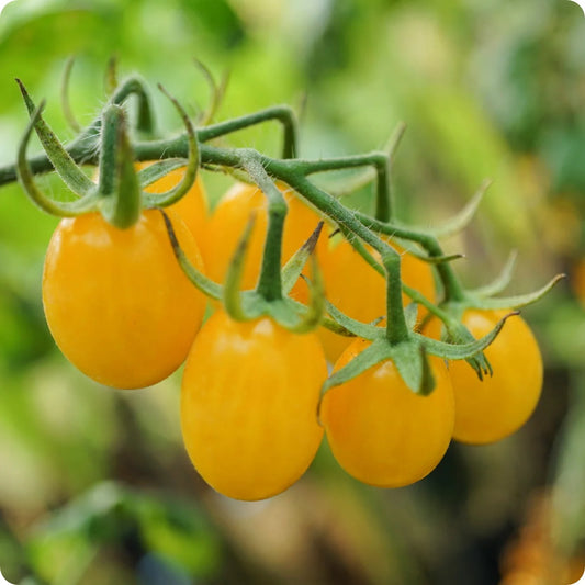 25 Ildi Cherry Grape Yellow Tomato Seeds – Sweet, High-Yielding Heirloom Tomato