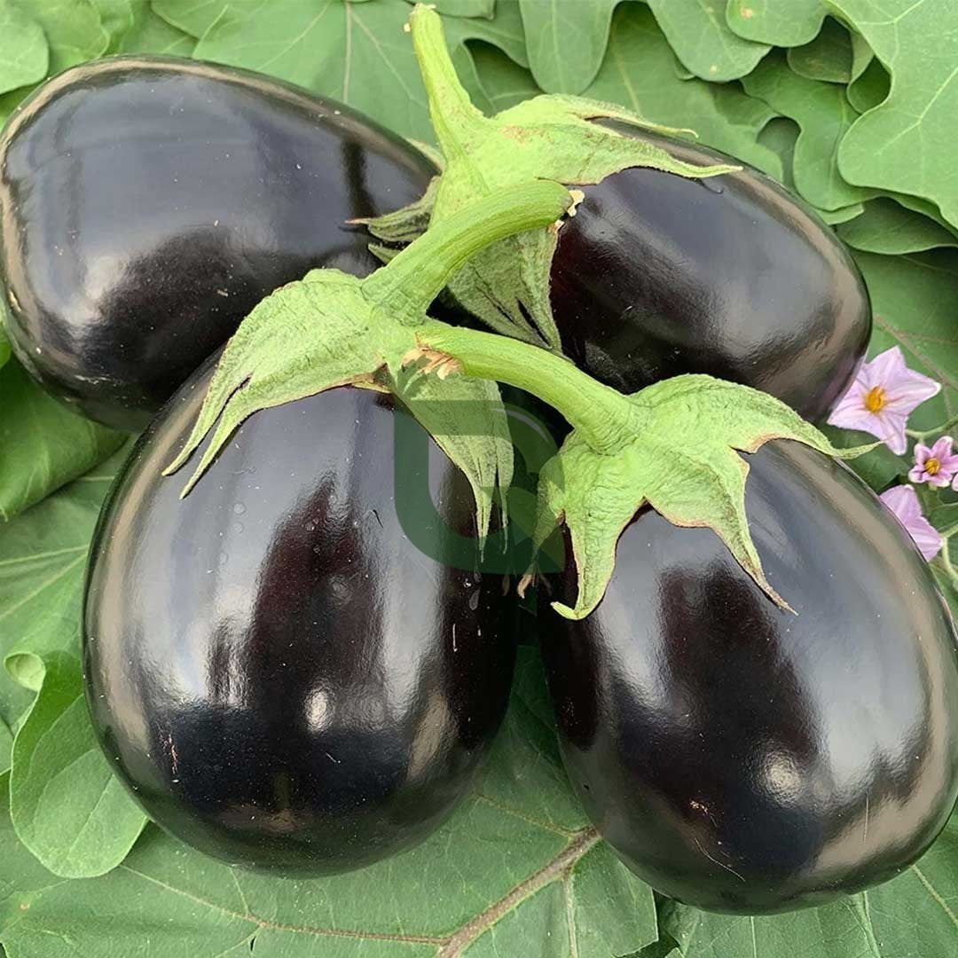 10 Grams Indigo F1 Hybrid Eggplant Seeds | High-Yield Brinjal