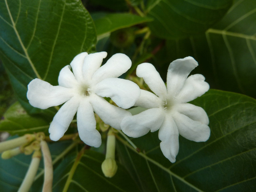 10 Jasminum hirsutum, Beach Gardenia , Zebra wood Plants With Phytosanitary certificate