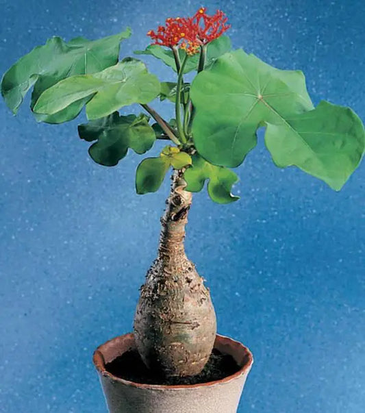 5 Jatropha podagrica Plants, Buddha Belly Plant , Bottle plant Shrub