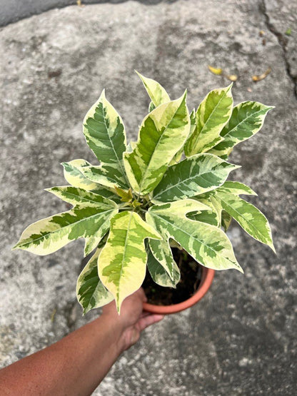 10 Jatropha integerrima variegated Plants, Variegated Jatropha Plants