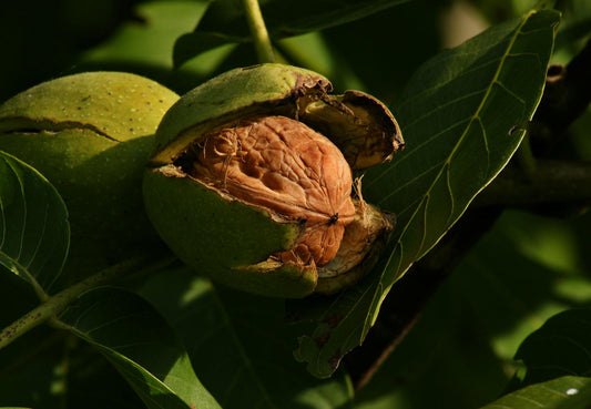 10 Juglans regia Plants,  Walnut Plant , English Walnut