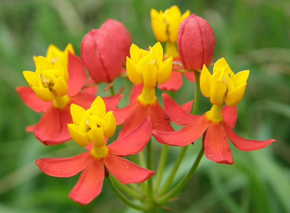 10 Asclepias curassavica Plants , Scarlet Milkweed  Plants, Kakatundi  Plants With Phytosanitary certificate