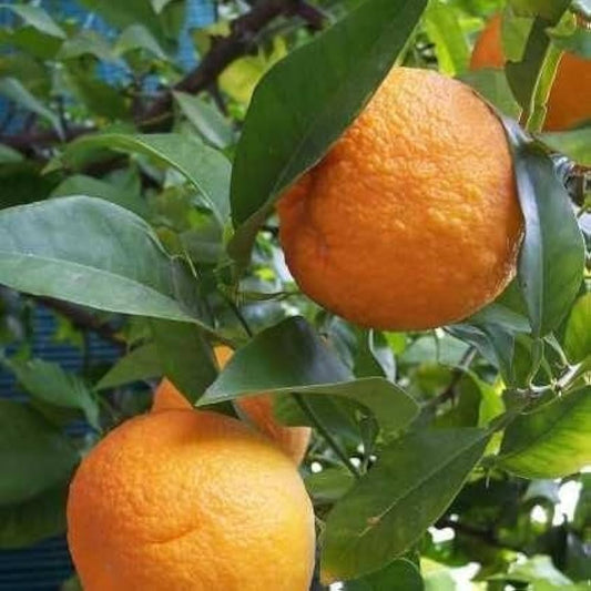 10 Kamala orange Plants, , Sweet mandarin Orange Plants  With Phytosanitary certificate