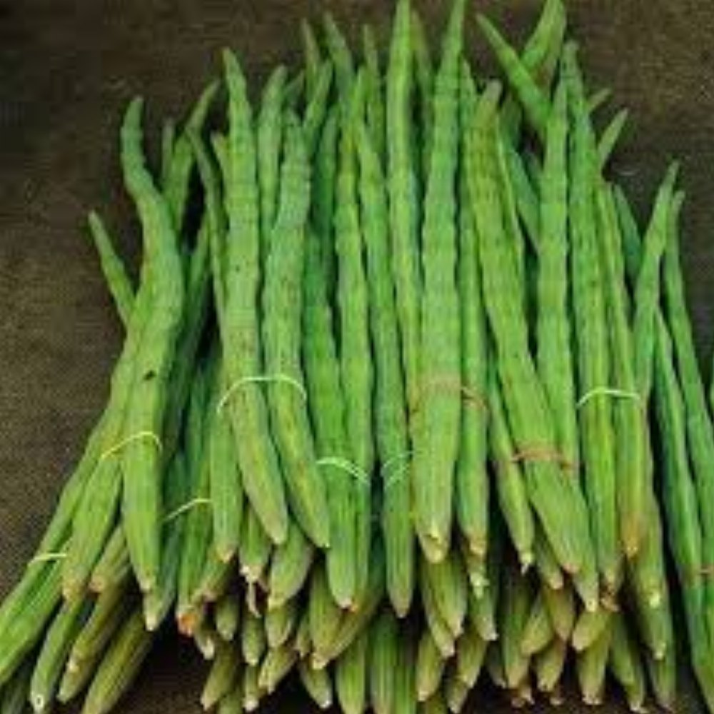 25 Karumbhu Moringai Seeds ,Sugarcane drumstick, Moringa oleifera Seeds