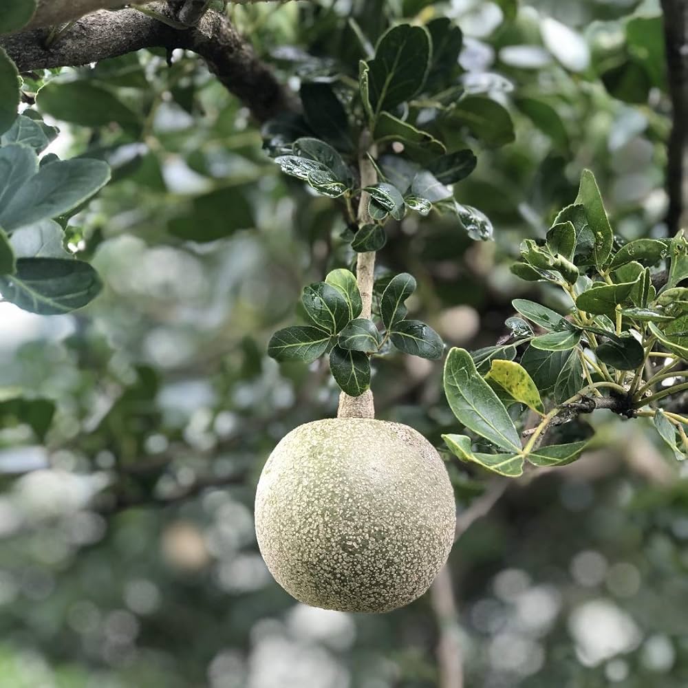 5 Limonia acidissima  Plants, ( Kapittha Plants  ) With Phytosanitary Certificate - Botanika