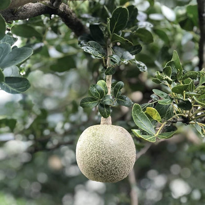 5 Limonia acidissima  Plants, ( Kapittha Plants  ) With Phytosanitary Certificate - Botanika