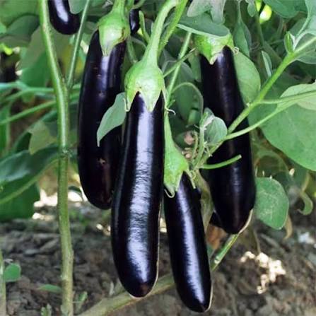 10 Grams Kaushalya F1 Hybrid Eggplant Seeds | High-Yield Brinjal Variety