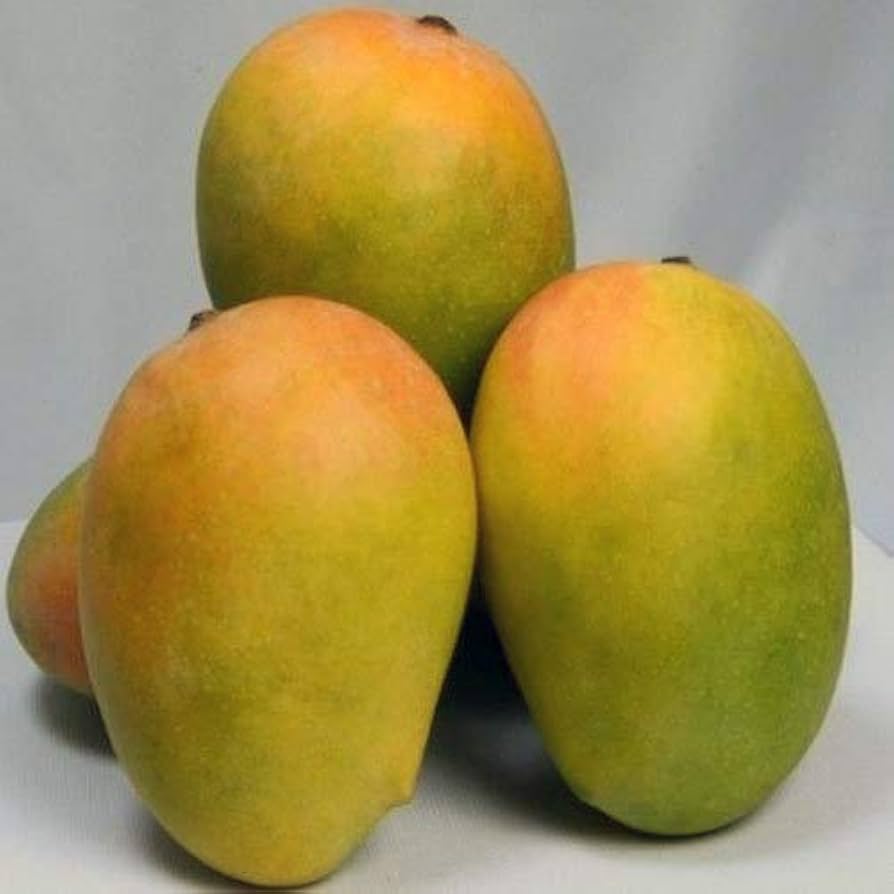 5 Live Kesar Mango Fruit Plants  (Grafted ) ,With Phytosanitary Certificate - Botanika