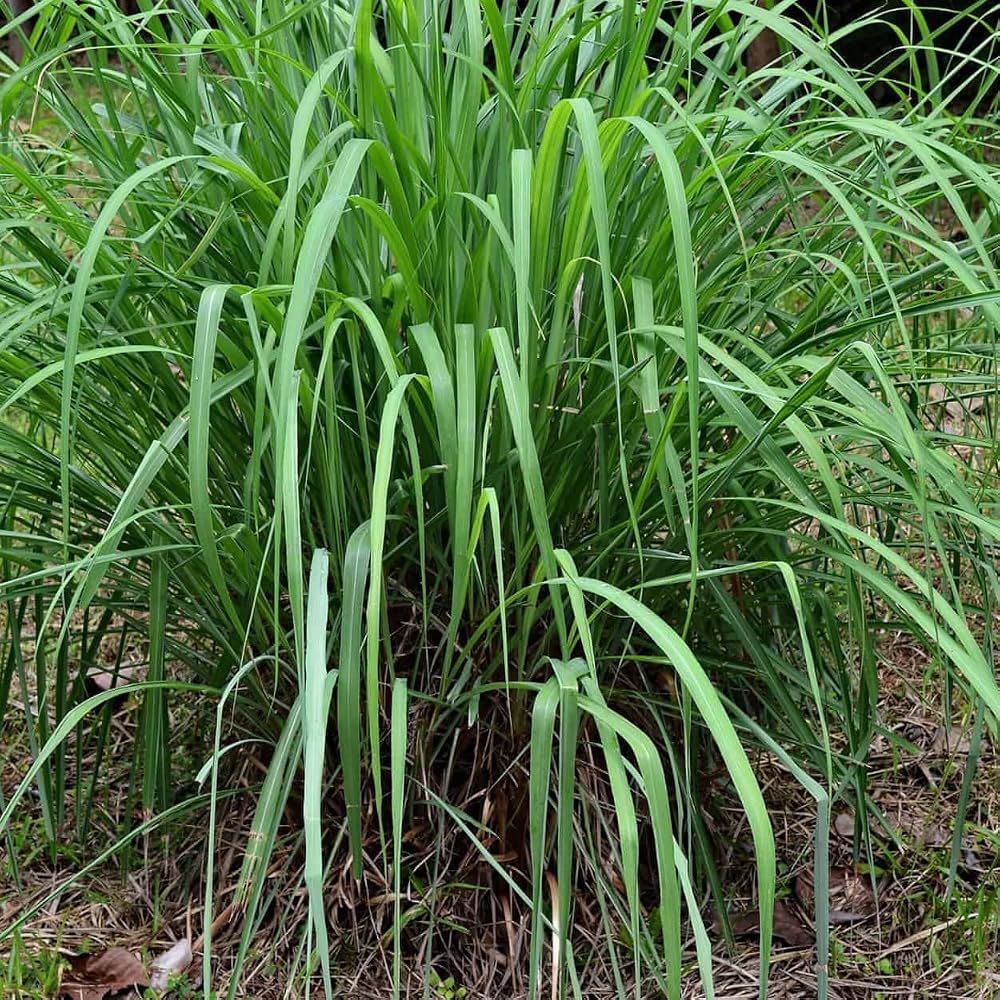 25 Krishna Lemongrass Slips (Cymbopogon flexuosus), With Phytosanitary Certificate