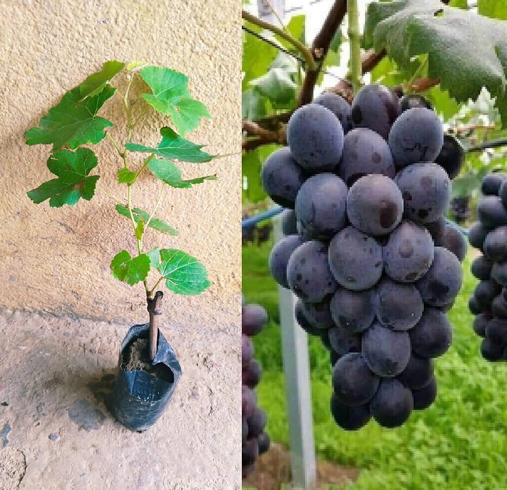 10 Vitis vinifera Black Plants, Black Round Grapes Plant
