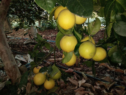 5 Kagzi Lemon (Citrus × aurantiifolia) Lemon Plants - Botanika