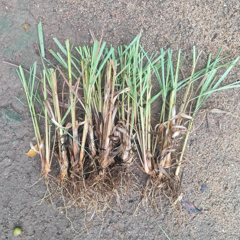 100 East Indian Lemongrass Slips, With Phytosanitary Certificate (Cymbopogon flexuosus)