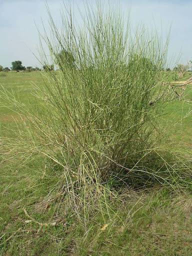 50 Leptadenia pyrotechnica Seeds,  Kheenp   Seeds ,Markh Seeds - Seedsforgarden (1999-2024 ) .We Ship Seeds & Live Plants Worldwide 