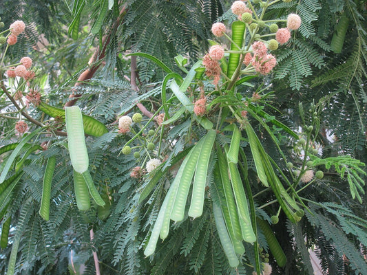 1 Kg Leucaena leucocephala Seeds | Lead Tree Seeds | Subabul Seeds