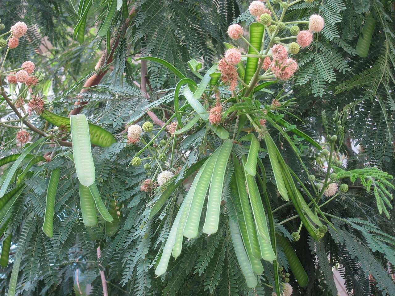 2,000 Leucaena leucocephala Seeds | Lead Tree Seeds | Subabul Seeds