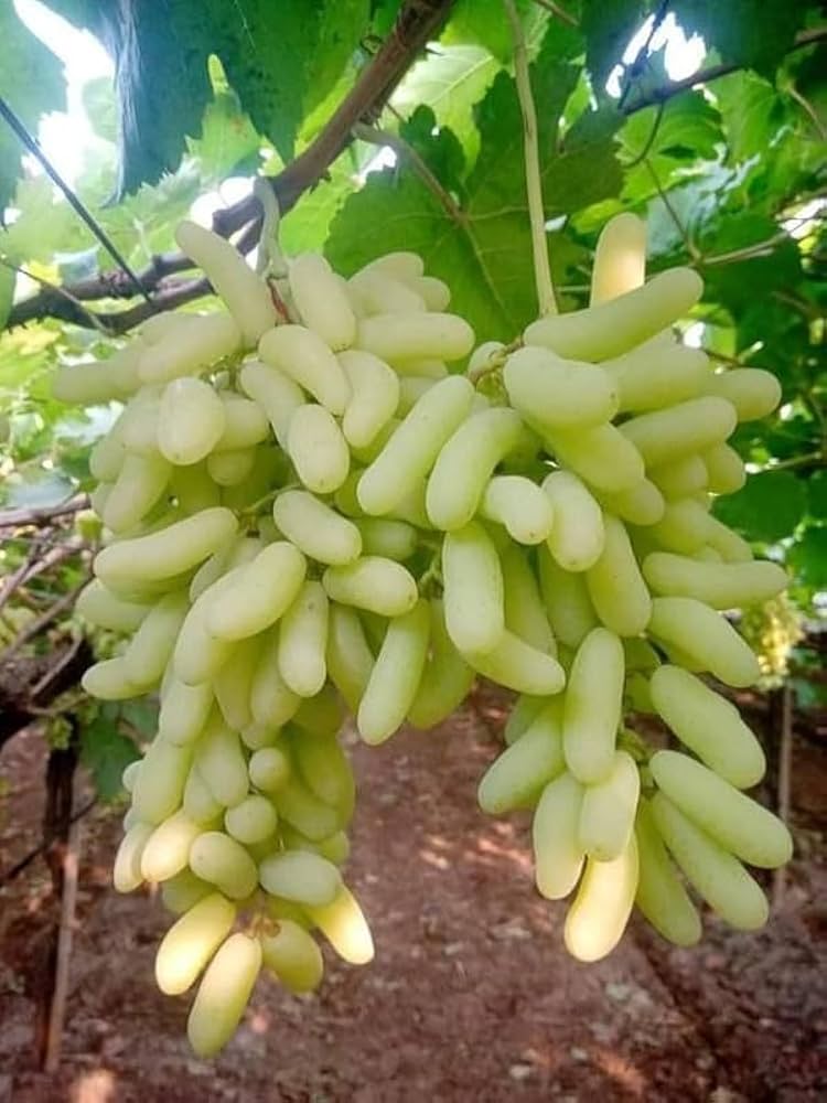 10 Long Fruit Green Grapes  , Long  Fruit Grape Plants ,Vitis vinifera Plants