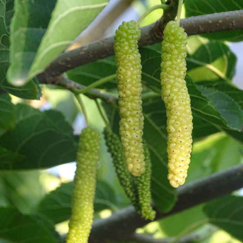 10 Long White mulberry Fruit Plants , Morus Alba Plants With  Phytosanitary certificates - Botanika