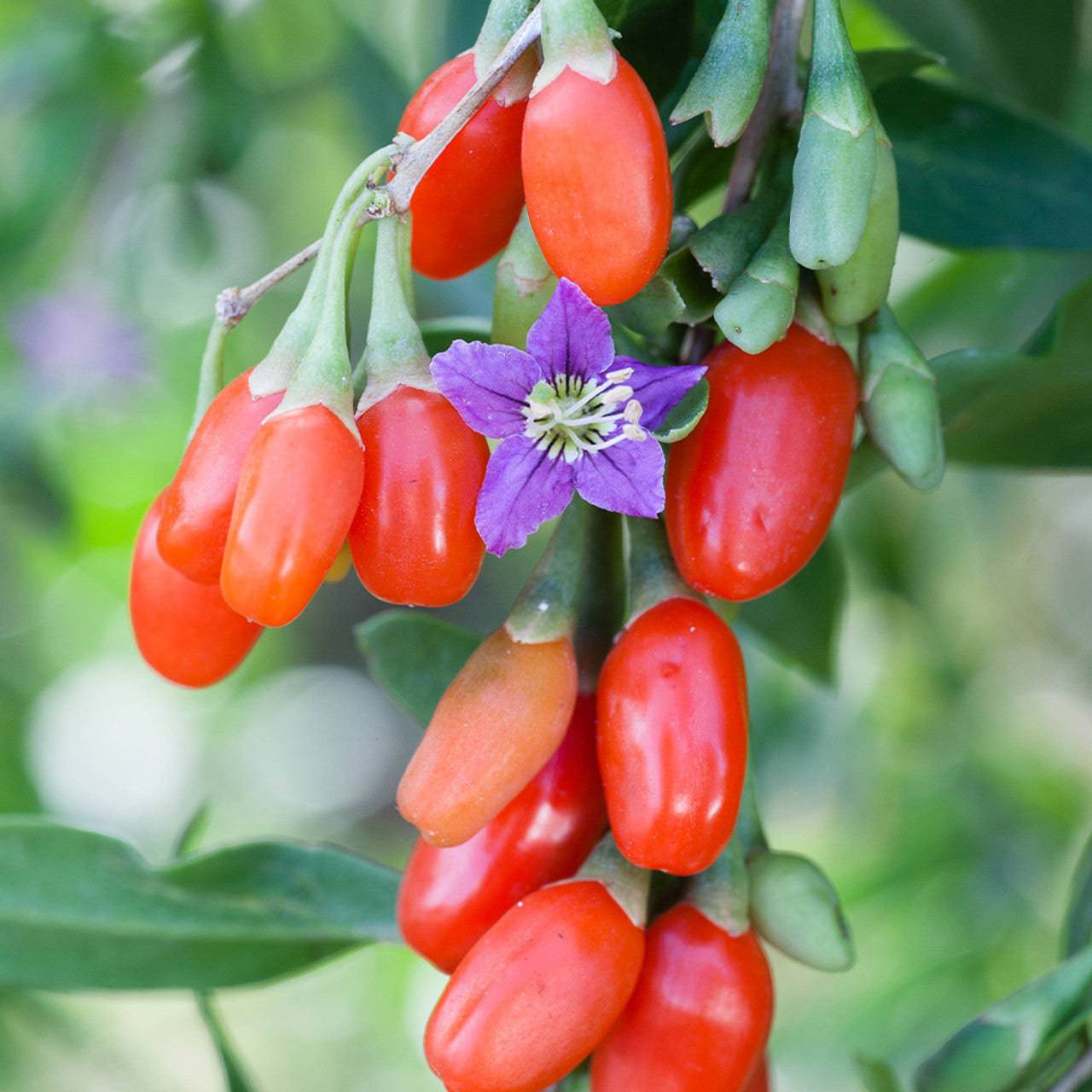 Lycium barbarum Seeds, Wolfberry Seeds, Goji berry Seeds - Seedsforgarden (1999-2024 ) .We Ship Seeds & Live Plants Worldwide 
