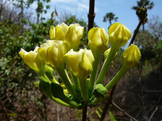 10 Macrosphyra longistyla  Plants, Gardenia longistyla , Randia longistyla With Phytosanitary certificate