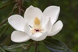 5 Magnolia Grandiflora Plant, Southern Magnolia ,With Phytosanitary Certificate - Seedsforgarden (Since 1999).We Ship Seeds & Live Plants Worldwide 