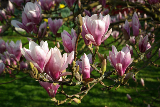 5 Magnolia Soulangeana Plants. Saucer Magnolia With Phytosanitary Certificate - Seedsforgarden (Since 1999).We Ship Seeds & Live Plants Worldwide 