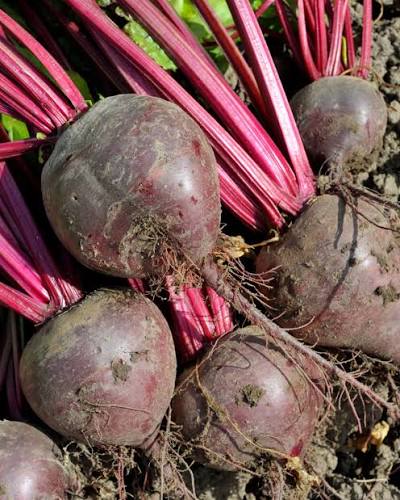 10 Grams Mahyco Mahy Lal 2 F1 Hybrid Beetroot Seeds –