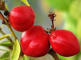 10 Mahkota Dewa  Plants, Phaleria Macrocarpa Fruit Plants, God's Crown Fruit