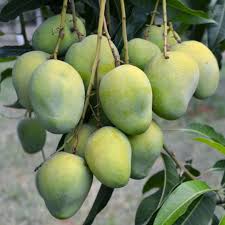 5 Plants Langra mango,  Benarasi Langra / Malda Mango With Phytosanitary Certificate - Botanika