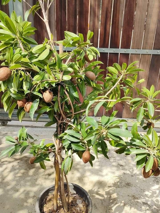 10 Manilkara zapota Plants , Achras sapota Plants , Sapodilla for Pots, Terrace & Balcony