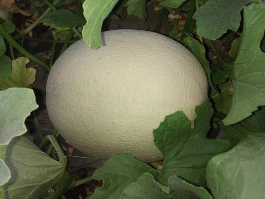 25 Grams Sagar Kasturi F1 Muskmelon Seeds – Sweet Fully Netted Oval Fruits, 1.5–2 kg,