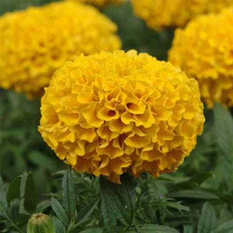 500 Crystal Kesari F1 Hybrid Marigold Seeds – Crystal Seeds