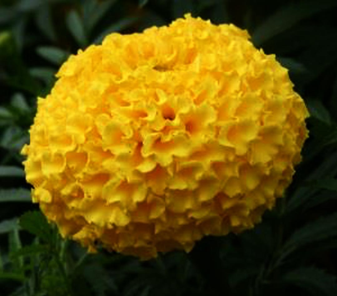 3 Grams Marigold Tennis Ball F1 Hybrid Seeds , Large Flowering Marigold Seeds