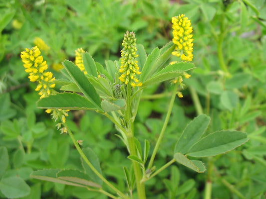 50 Melilotus indica Seeds, Indian Sweet Clover Seeds