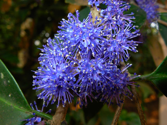 10 Memecylon umbellatum Plants ,Ironwood tree Plants,  Delek Air Tree