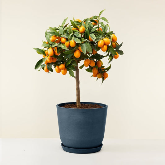 10 Citrus japonica, Kumquat Plants,  Miniature Orange Plants
