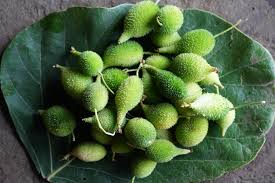 10 Momordica dioica Rhizomes, Spiny gourd Rhizomes ,Kantola Rhizomes, With Phytosanitary certificate