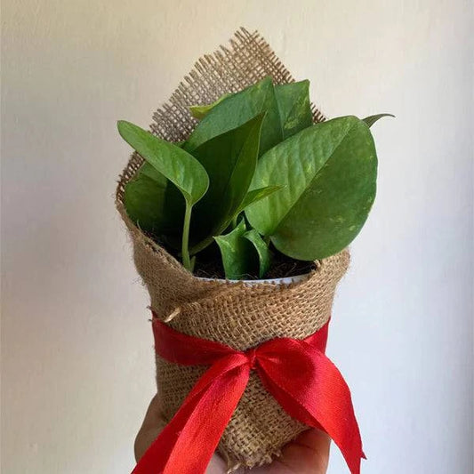 Gift a Plants, Plant Your Jungle, Balcony Garden , Grow Trees and Shrubs - Seedsforgarden (1999-2024 ) .We Ship Seeds & Live Plants Worldwide 