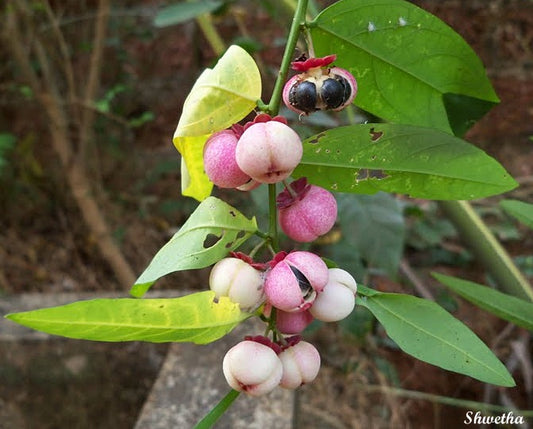 10 Sauropus androgynus Plants , Multivitamin Plant ,Thavasi Keerais With Phytosanitary certificate