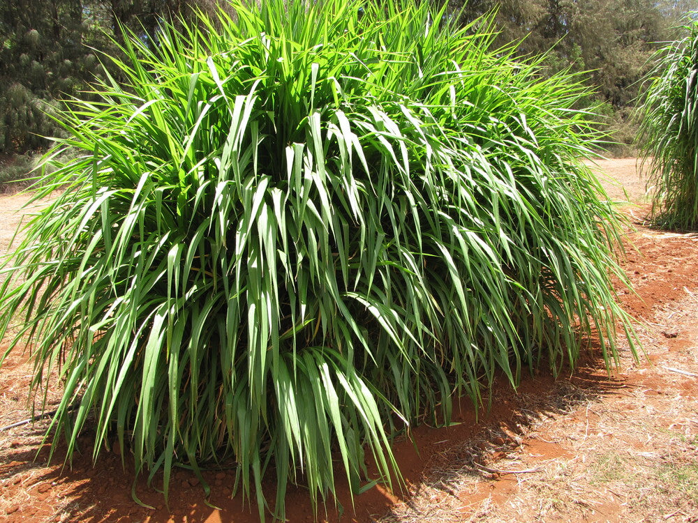 1 kg Napier Grass Seeds (Cenchrus purpureus) – Worldwide Shipping ,High-Yield  Fodder |