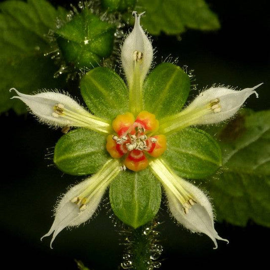 10  Nasa triphylla Seeds, Exotic Flower Seeds - Seedsforgarden (1999-2024 ) .We Ship Seeds & Live Plants Worldwide 